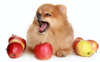 狗狗能吃核桃吗