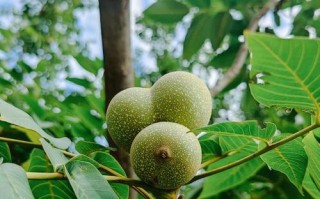 核桃什么季节成熟