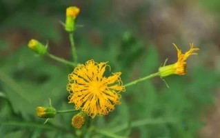 菊花与核桃