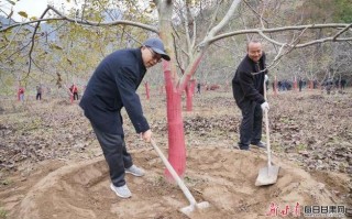 核桃树栽植