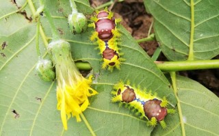 核桃防虫