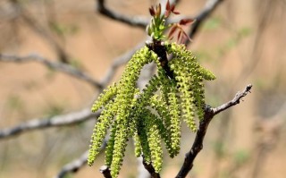 核桃花什么样子