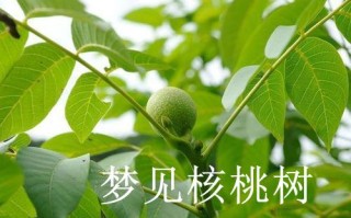 做梦梦到核桃