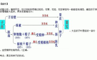 核桃是怎么来的